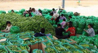 圖 廣州哪里有新鮮準(zhǔn)時的有機(jī)蔬菜配送公司 廣州生活配送