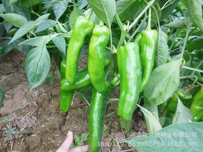 國農601超大泡椒種子 高產(chǎn)優(yōu)質辣椒種植新選擇